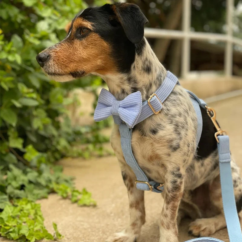 Dog Collar And Leash Set with BOW Poop Bags