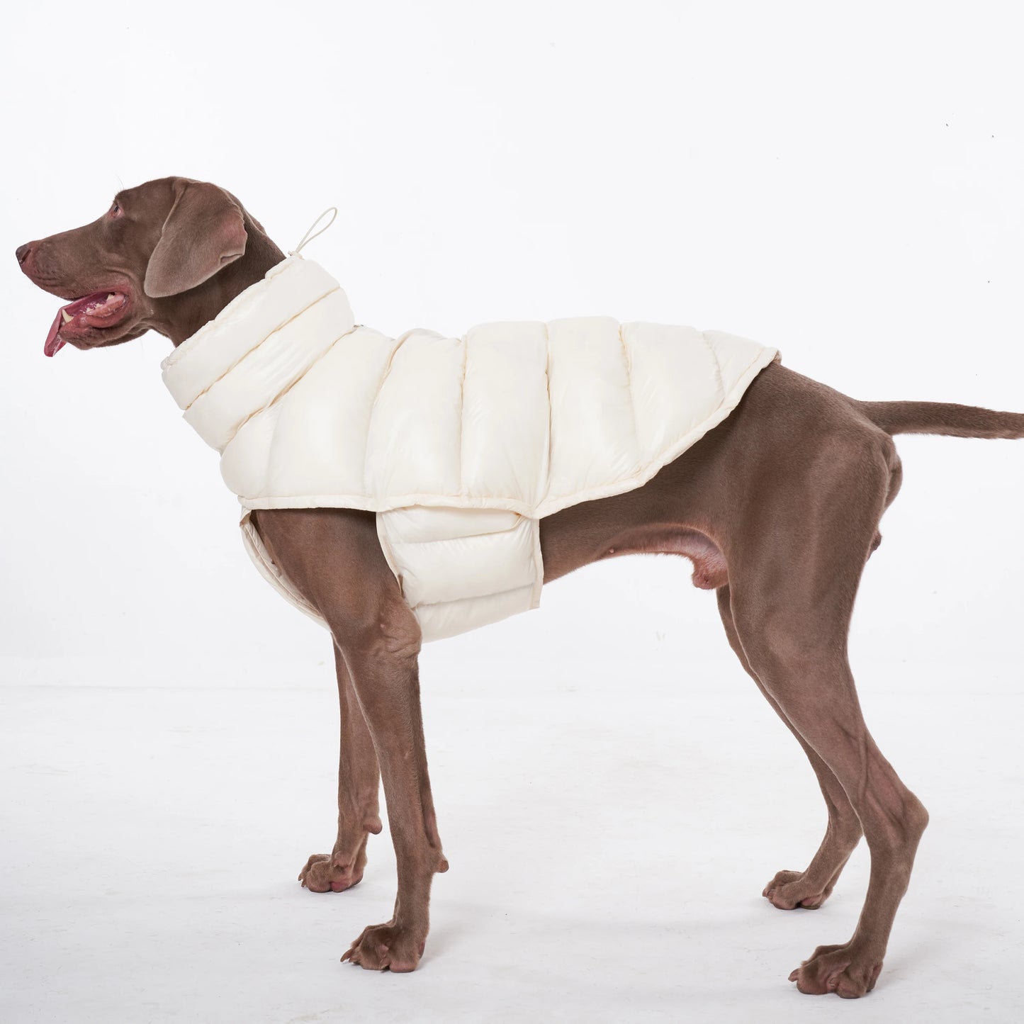 Paw-Dream Doggy Raincoat
