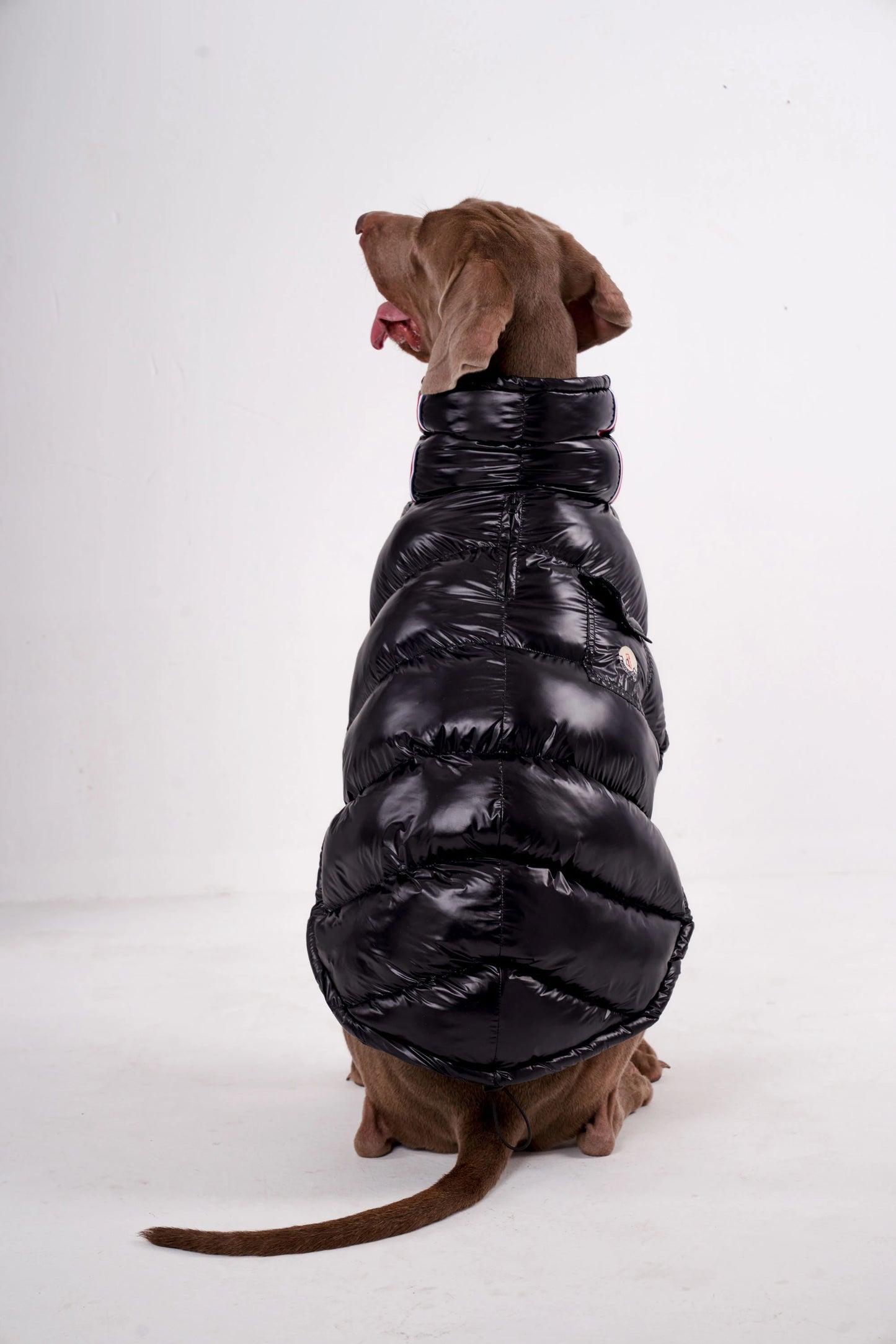 Doggy Raincoat