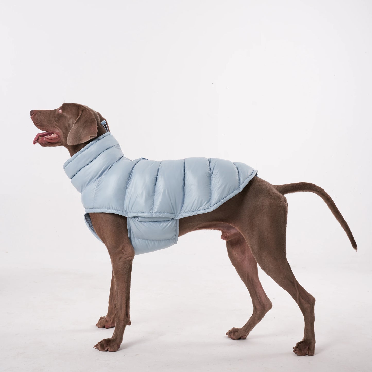 Paw-Dream Doggy Raincoat