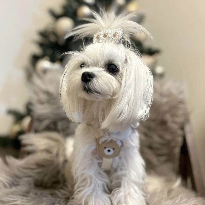 Pet Harness and Leash Set - Small