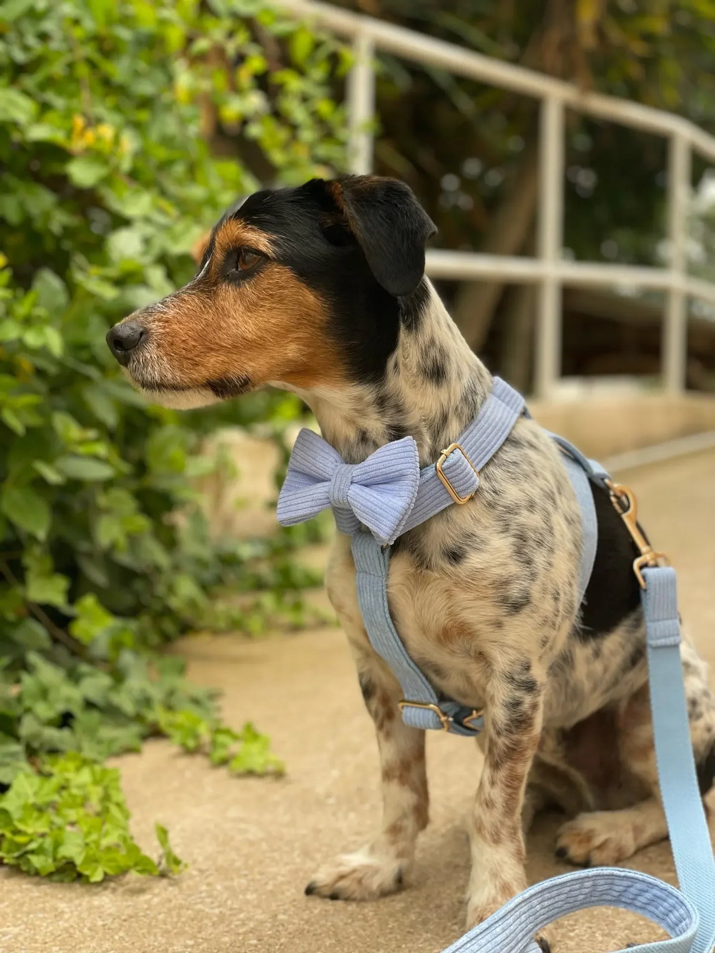 Dog Collar And Leash Set with BOW Poop Bags