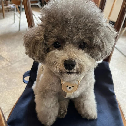 Pet Harness and Leash Set - Small