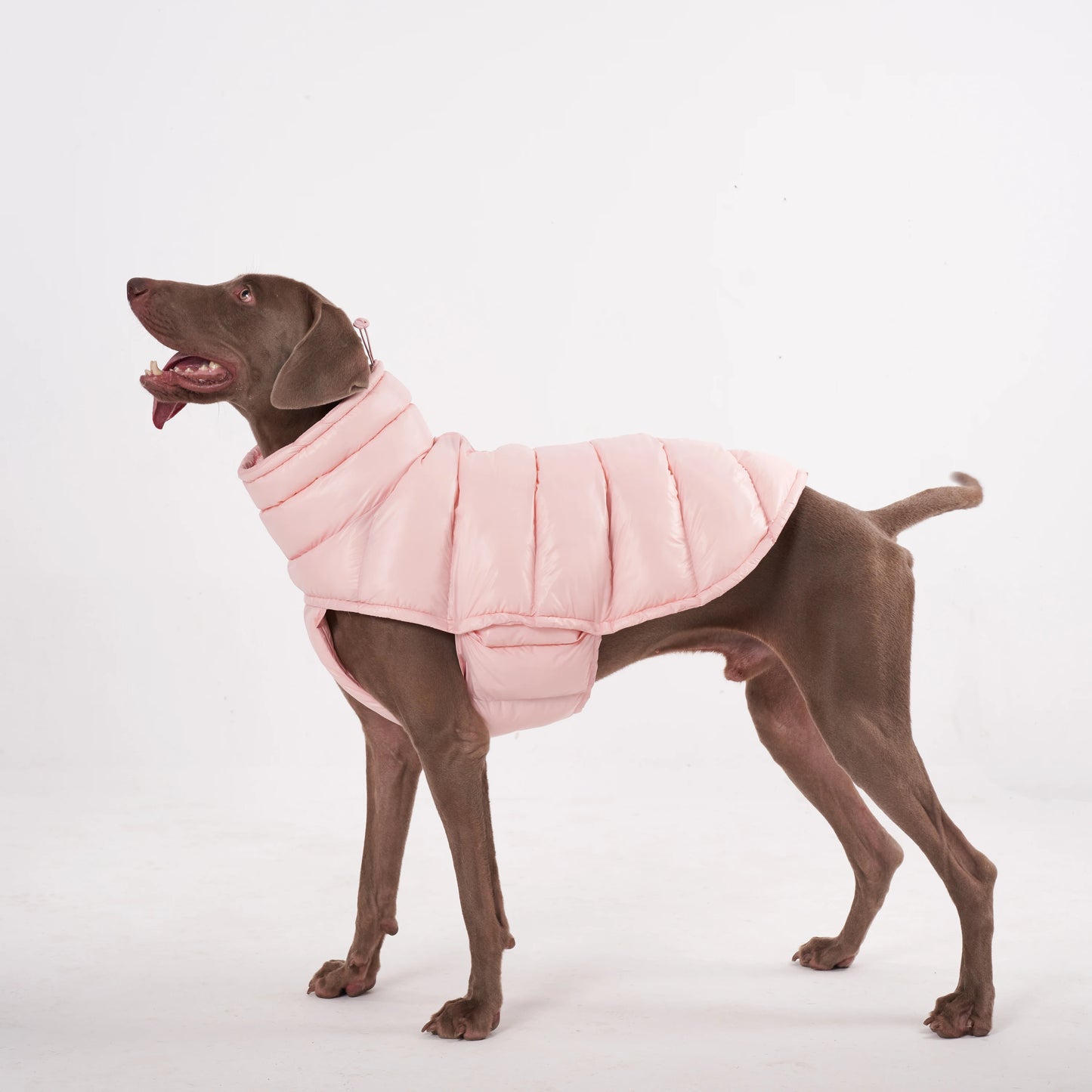 Paw-Dream Doggy Raincoat